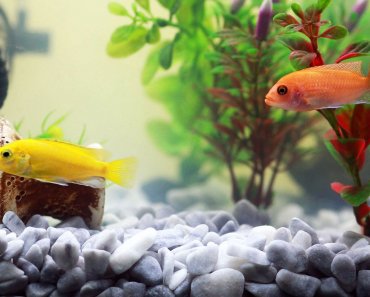 9 Gründe, warum Aquarium-Fische traurige „Haustiere“ sind