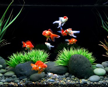 How to Care for a Goldfish: Top Tips & Myths