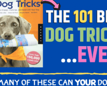 101 Of The Best Dog Tricks EVER! See How To Teach Your Dog These Tricks