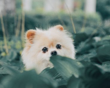 Cutest Puppy Pictures and Pet Photography Tips