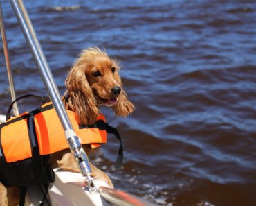 Choosing the right lifejacket for your dog