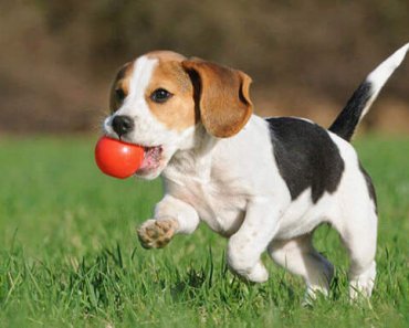 Tips On Playing With Your Dog Safely