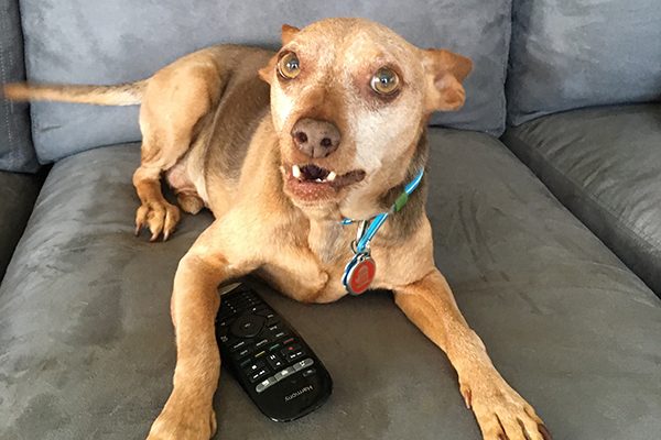 A dog with a remote on a couch. 