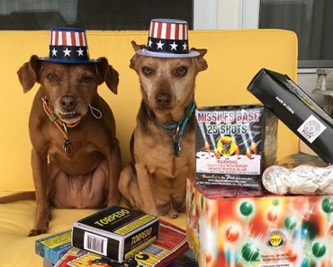Dogs and Fireworks — Stop Your Dog from Getting Scared
