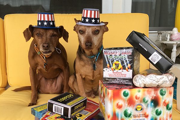 Two dogs wearing patriotic hats, surrounded by fireworks.