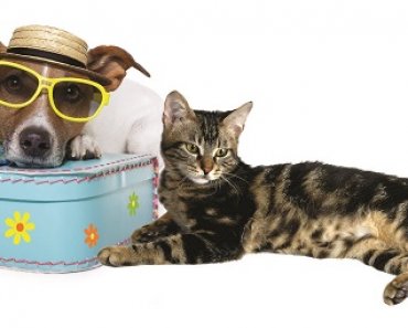 Travel tips for pet owners