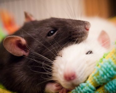 Pet Rats 101: Everything You Need To Know About Owning Them