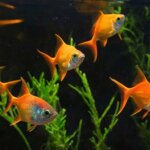 ember tetra