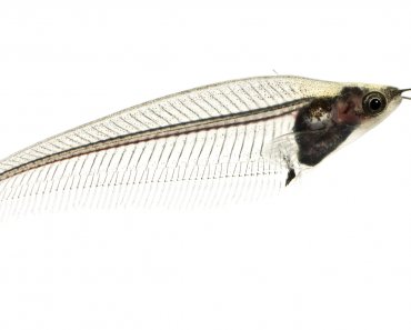 Glass Catfish (Kryptopterus vitreolus) Care Sheet