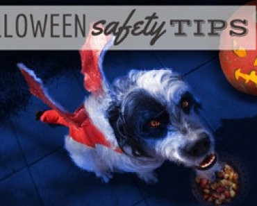 8 Halloween Safety Tips For Pets