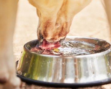 How Much Water Should a Dog Drink a Day?