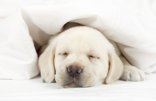 A puppy sleeping in a bed. Photography by Shutterstock. 