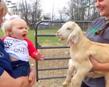 funny-animals-trolling-babies-and-kid-%f0%9f%90%a2%f0%9f%90%87%f0%9f%90%b8-funny-babies-and-pets-compilation