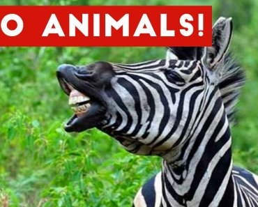 the-funniest-zoo-animals-home-video-bloopers-of-2017-weekly-compilation-funny-pet-videos