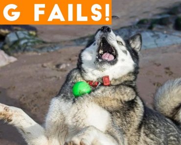 dogs-have-a-ruff-life-funny-fails-comp-april-2018-try-not-to-laugh-animals-funniest-pet-videos