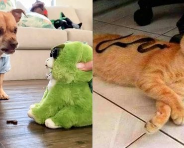 dog-and-cat-reaction-to-playing-toy-funny-dog-cat-toy-reaction-compilation