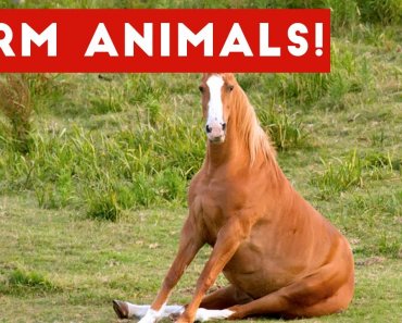 the-funniest-farm-animals-home-video-bloopers-of-2017-weekly-compilation-funny-pet-videos
