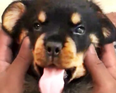 the-best-cute-and-funny-dog-videos-of-2019-%f0%9f%90%b6