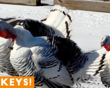funniest-turkey-compilation-ever-2018-funny-pet-videos