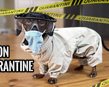 ep1-quarantine-life-funny-wiener-dogs-staying-home