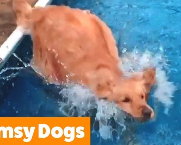 funniest-clumsy-dogs-funny-pet-videos