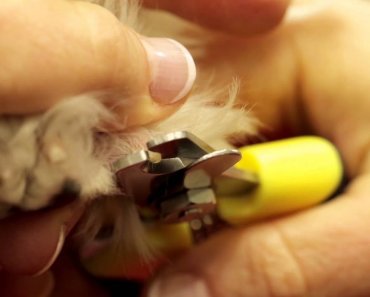 pet-expert-tips-how-to-clip-your-dogs-nails