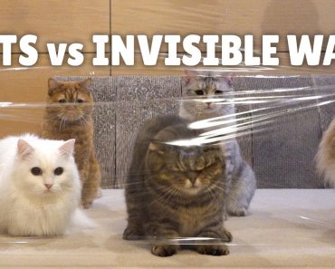 cats-vs-invisible-wall-kittisaurus