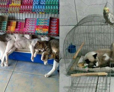 cats-are-connoisseurs-of-comfort-funny-cats-sleeping-in-weird-positions-compilation