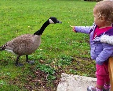 funny-duck-trolling-babies-and-kids-%f0%9f%a6%86%f0%9f%a6%86-funny-babies-and-pets