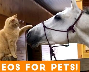 funniest-videos-for-pets-to-watch-compilation-funny-pet-videos