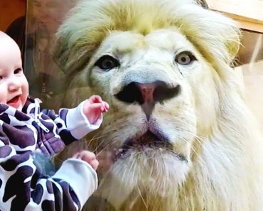 kids-and-animals-at-the-zoo-funny-fails-videos