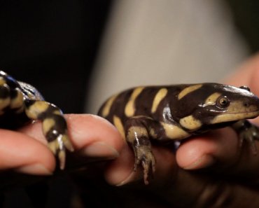 6-tiger-fire-salamander-care-tips-pet-reptiles