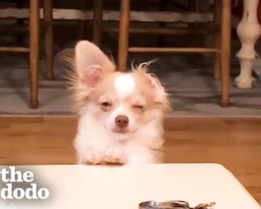 funny-guilty-dogs-compilation-the-dodo