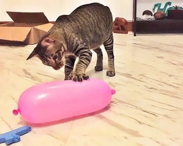 cat-reaction-to-playing-balloon-funny-cat-balloon-reaction-compilation