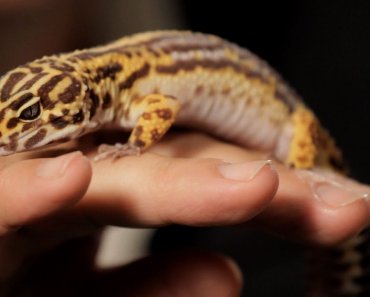 7-care-tips-for-leopard-geckos-pet-reptiles