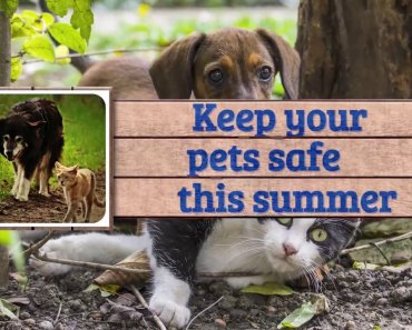 petrarca-summer-pet-safety-tips