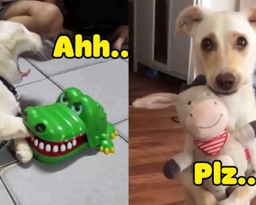 dog-and-cat-reaction-to-toy-funniest-dog-cat-toy-reaction-compilation