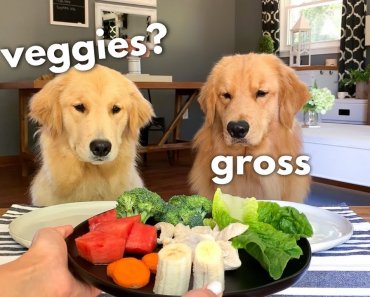 dog-reviews-food-with-girlfriend-tucker-taste-test-12