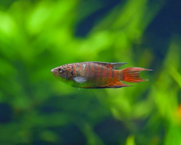 Paradise Fish Care Guide: Tropical and Colorful Species
