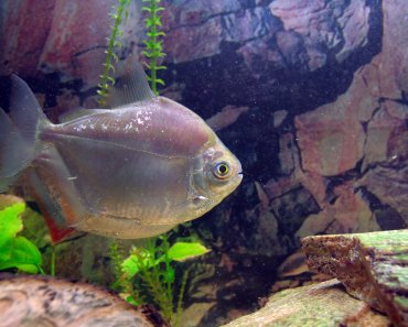 Silver Dollar Fish {Metynnis Argenteus} Care Guide