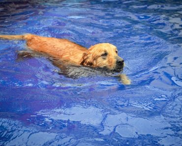 The Best Pools & Outdoor Water Toy for Pets
