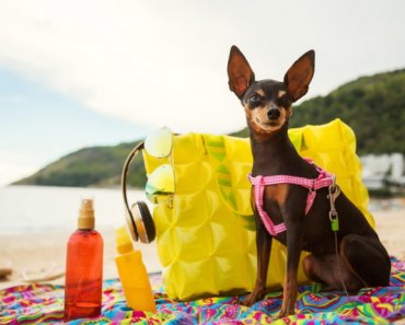 Top tips to protect your dog from the sun