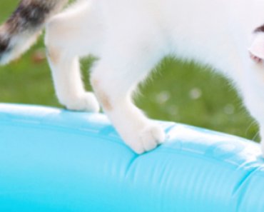 5 Hot Tips For Summer Pet Care