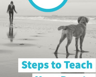 10 Steps to Teach Your Dog to Come When Called