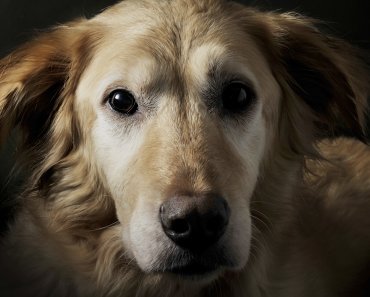 Five Tips for Preparing for the Death of a Pet