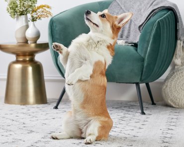 10 Fun and Easy Tricks You Can Teach Your Dog