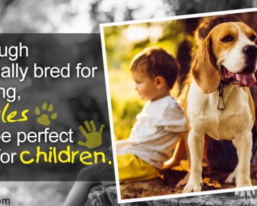 A List of Dog Breeds That are Good with Kids: Know Who’s the Best?