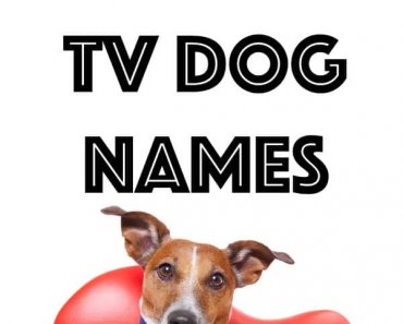 140+ TV Dog Names for Your Binge-Watching Buddy
