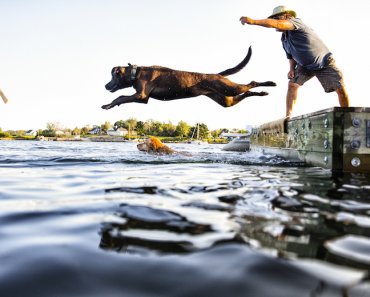 6 Water Games to Play With Your Dog This Summer