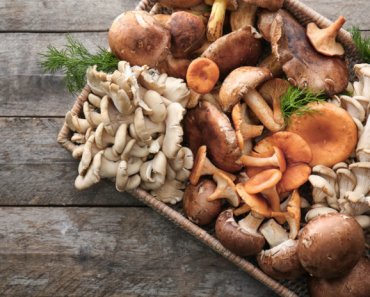 7 mushrooms you can share with your dog